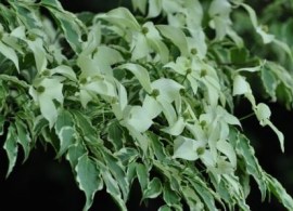 cornus kousa wolf eyes10